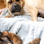 Bullmastiff Mom
