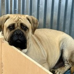 Cute Bullmastiff