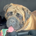 Gloria the bullmastiff