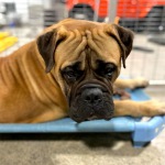 Sugar the bullmastiff